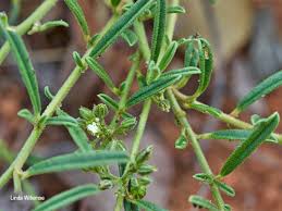 Image result for Limeum sulcatum