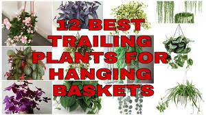 Maybe you would like to learn more about one of these? 12 Best Trailing Plants For Hanging Baskets Youtube