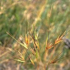 Image result for Themeda triandra