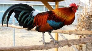 Ada jambang pada muka dia. Panduan Cara Ternak Ayam Hutan Dari Bibit Hingga Dewasa Forum Teropong