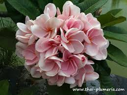 Udomchok Plumeria Frangipani Adenium