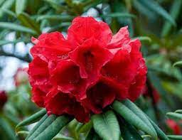 Examples country common name scientific name picture ref. Lali Gurans Tibet Google Search Flowers Red Flowers Flower Lover