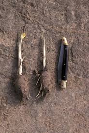 Image result for Curculigo pilosa