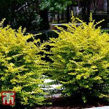 Five uses for 'sunshine' ligustrum | few plants effortlessly combine the dramatic impact and easy care of sunshine ligustrum. Ligustrum Sinense Sunshine Thompson Morgan