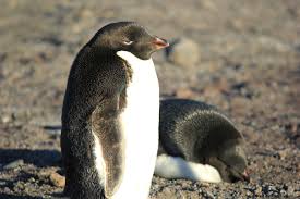 Old penguin rookery is a rookery in antarctica. Adelie Penguin Gregontheice