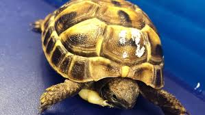 In einem gewässer in niedersachsen ist ein wels entdeckt worden, aus dessen maul eine schildkröte ragte. Schildkrote Aktuelle Themen Nachrichten Bilder Stuttgarter Zeitung
