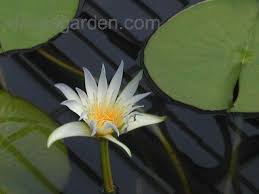 Image result for Nymphaea maculata