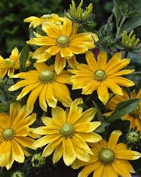 Image result for Rothia hirsuta