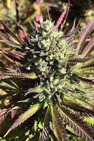 sour plum crockett family farms cannabis strain info sour plum crockett family farms