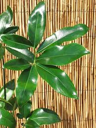 Water Rush Bamboo Equisetum Hyemale Philodendron Plants Philodendron Plant