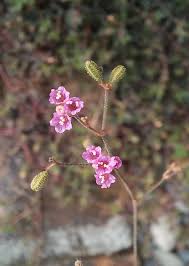 Image result for Boerhavia erecta