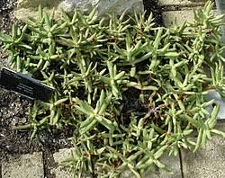 Image result for Crassula morrumbalensis