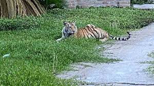 The tiger portion of the investigation is continuing, houston police tweeted after the arrest of 26 year old victor hugo cuevas, whose lawyer insisted the tiger does not belong to cuevas. Cln41r2zptyqym