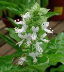 Image result for Ocimum natalense