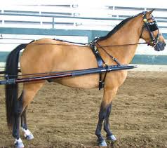The number of inches is your blanket size. How To Measure For A Mini Horse Harness Minitack Com