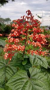 Image result for Clerodendrum umbellatum