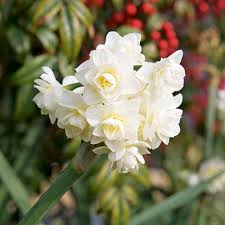 We did not find results for: How To Grow Spring Bulbs New Zealand Handyman Magazine