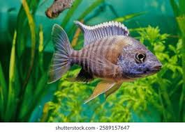 Image result for Haplocoelum