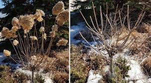 How To Prune Hydrangea Paniculata Tree Form Hydrangea Paniculata Hydrangea Tree Growing Hydrangeas