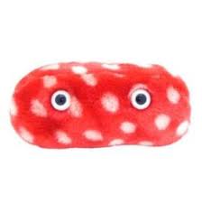 Image result for Rubella