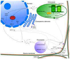 No, yeast cannot survive without mitochondria. Ijms Free Full Text Retrograde Signaling Understanding The Communication Between Organelles Html