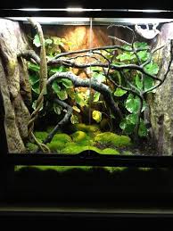 Exo Terra Setup Chameleon Forums Chameleon Terrarium Reptile Habitat Frog Terrarium