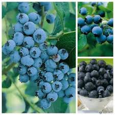 Heidelbeeren Im Sortiment 3 Stuck Container Gardening Container Gardening Flowers Container Gardening Vegetables Edible Garden Container Gardening Flowers