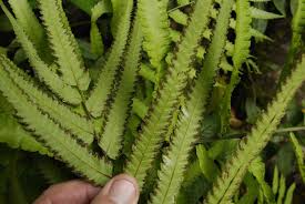 Image result for Cyclosorus striatus