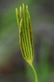 Image result for Eriosema flexuosum