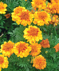 Zinnias are one of the most spectacular types of flowers due to their differently shaped flower heads. French Marigold Better Homes Gardens