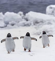 Birds That Look Like Penguins But Aren T Three Musketeers Cute Animals Cute Penguins Pet Birds