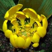 Image result for Daubenya