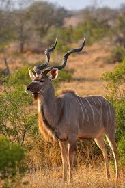 Kudu Male Displaying Impressive Horns Africa Animals South Africa Wildlife African Animals