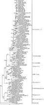 Image result for Pneumatopteris afra