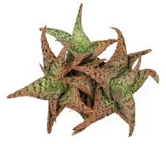 Image result for Agelanthus deltae