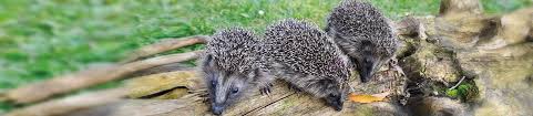 Im herbst bereiten sie sich darauf vor. Winterschlaf Pro Igel Verein Fur Integrierten Naturschutz Deutschland E V