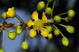 Image result for Ochna schweinfurthiana