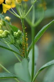 How To Get Rid Of Those Invasive Horsetail Reeds