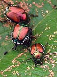 Managing Japanese Beetles In Fruit Crops Msu Extension