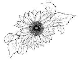 Can be wall mounted using push pins. Sunflower Black White Drawing Stock Illustrations 2 251 Sunflower Black White Drawing Stock Illustrations Vectors Clipart Dreamstime