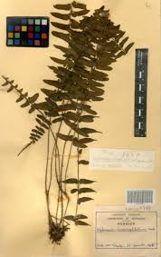 Image result for Asplenium macrophlebium