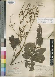 Image result for Agelaea pentagyna