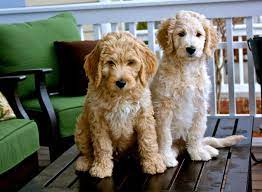 Some cases are improved by surgery. Goldendoodle Puppies And Cockapoo Puppies In Virginia By Carriage House Premium Goldendoodle Breeder