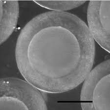 Jerdon's baril (barilius canarensis) is a fish in the genus barilius of the family cyprinidae. Eggs Of Reared Barilius Canarensis At 0 H 10 Min Bar 1 0 Mm Download Scientific Diagram