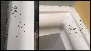 8 mm dadu putih dengan titik hitam dan merah seperti gambar jepang. Wanita Temukan Titik Titik Hitam Di Sekitar Rumahnya Kaget Setelah Tahu Dari Mana Asalnya Tribunnews Com Mobile