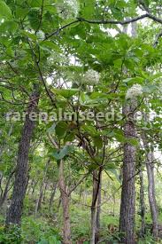 Image result for Pavetta