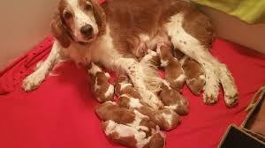 We did not find results for: Welsh Springer Spaniel Puppies Petfinder
