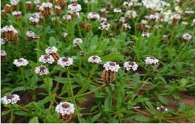 Image result for Phyla nodiflora