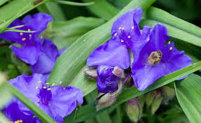 Schonheit Am Wasserrand Die Garten Dreimasterblume Pflanzen Bepflanzung Naturgarten