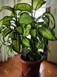 Image result for dieffenbachia flower
